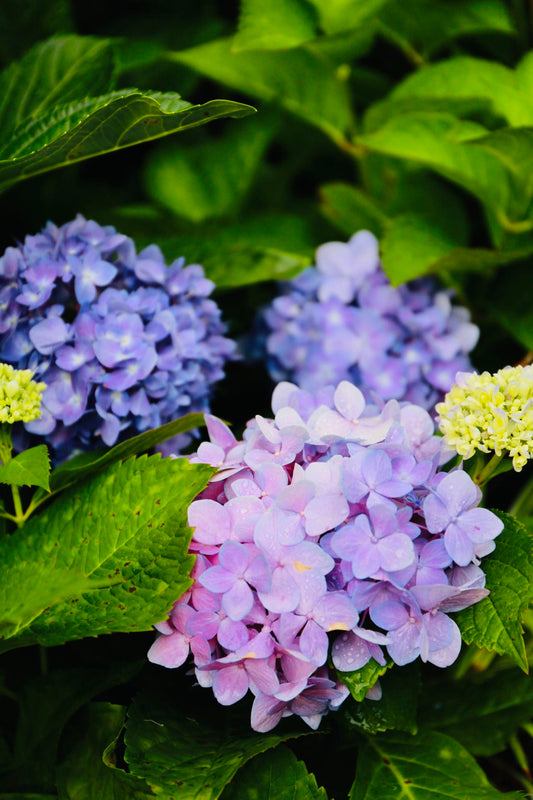 Hydrangea Endless Summer Original