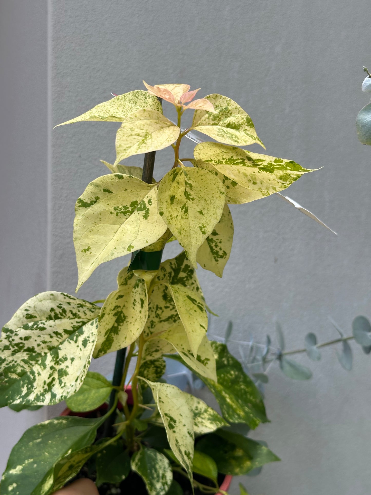 Bougainvillea Bilas