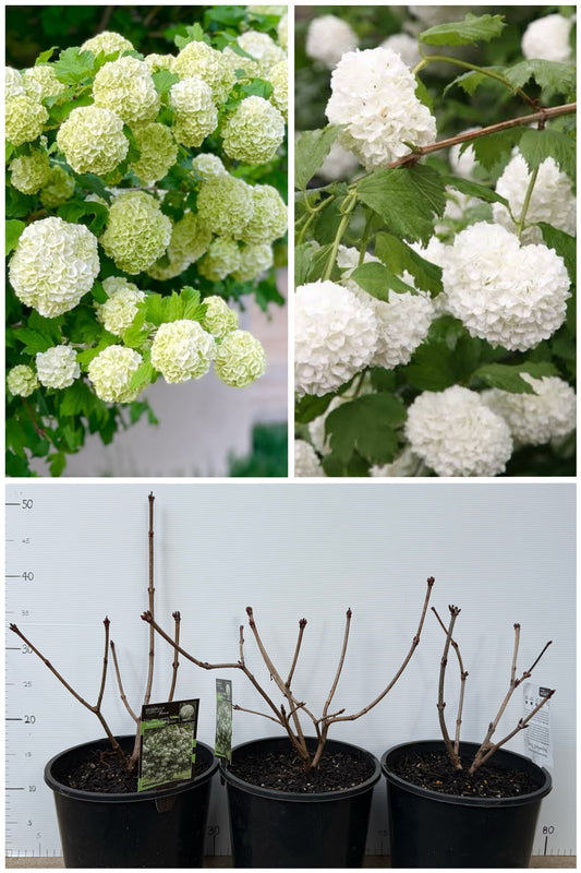 Viburnum opulus Snowball 欧洲木绣球
