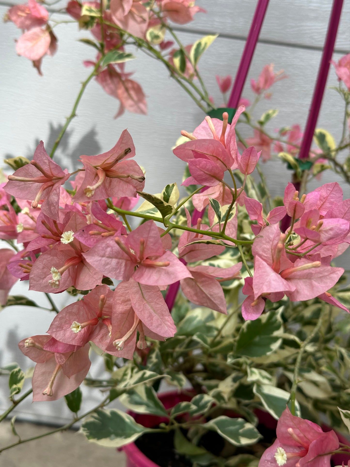 Bougainvillea Pink O Belle