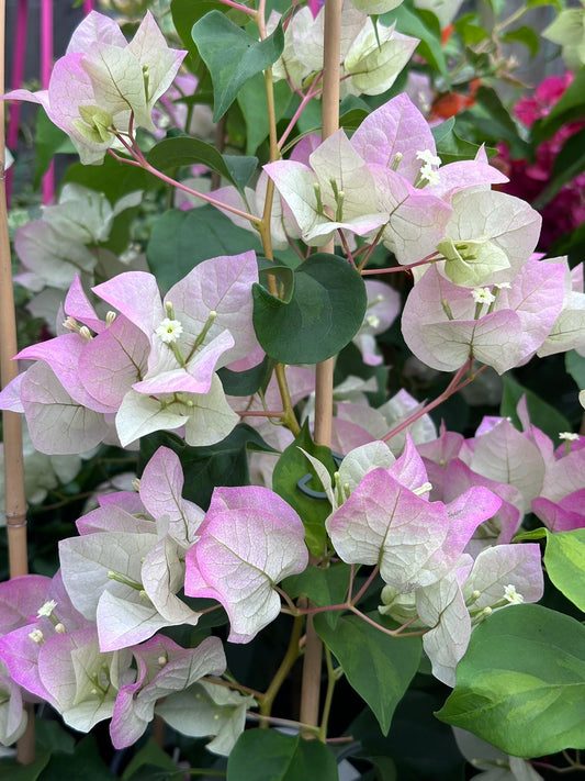 Bougainvillea Imperial Thai Delight