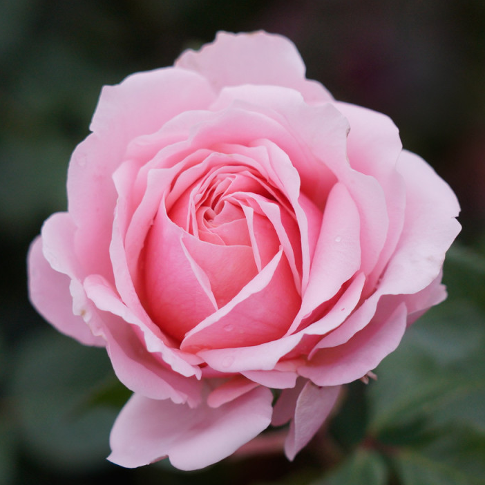 Rose Bridal Bouquet -Bare root