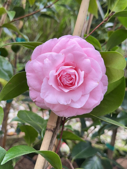 Camellia Betty Ridley