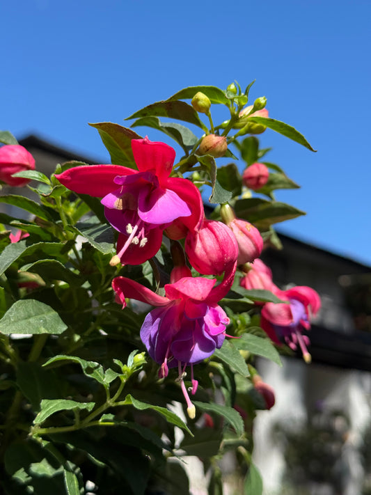Fuchsia Elite Candy