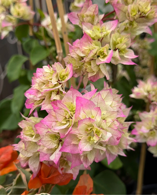 Bougainvillea Limberlost Beauty