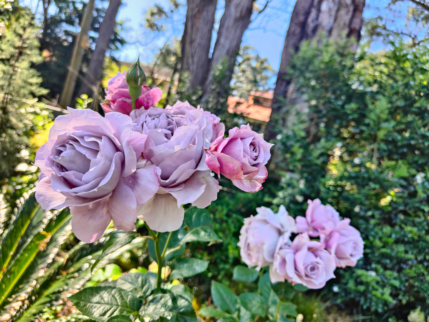 Rose Novalis - Bare root