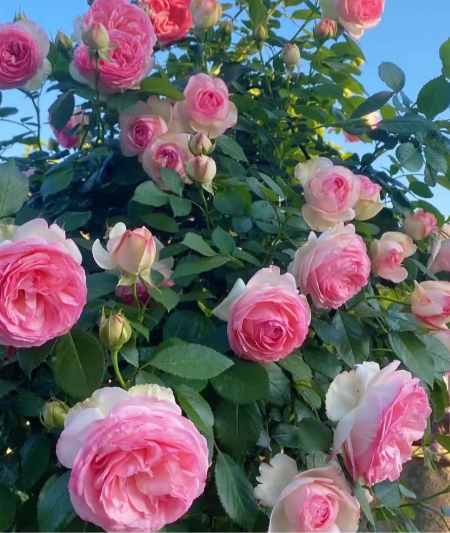 Rose Pierre De Ronsard