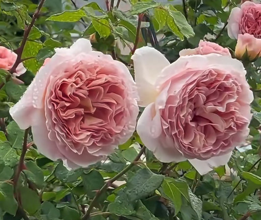 Rose Abraham Darby