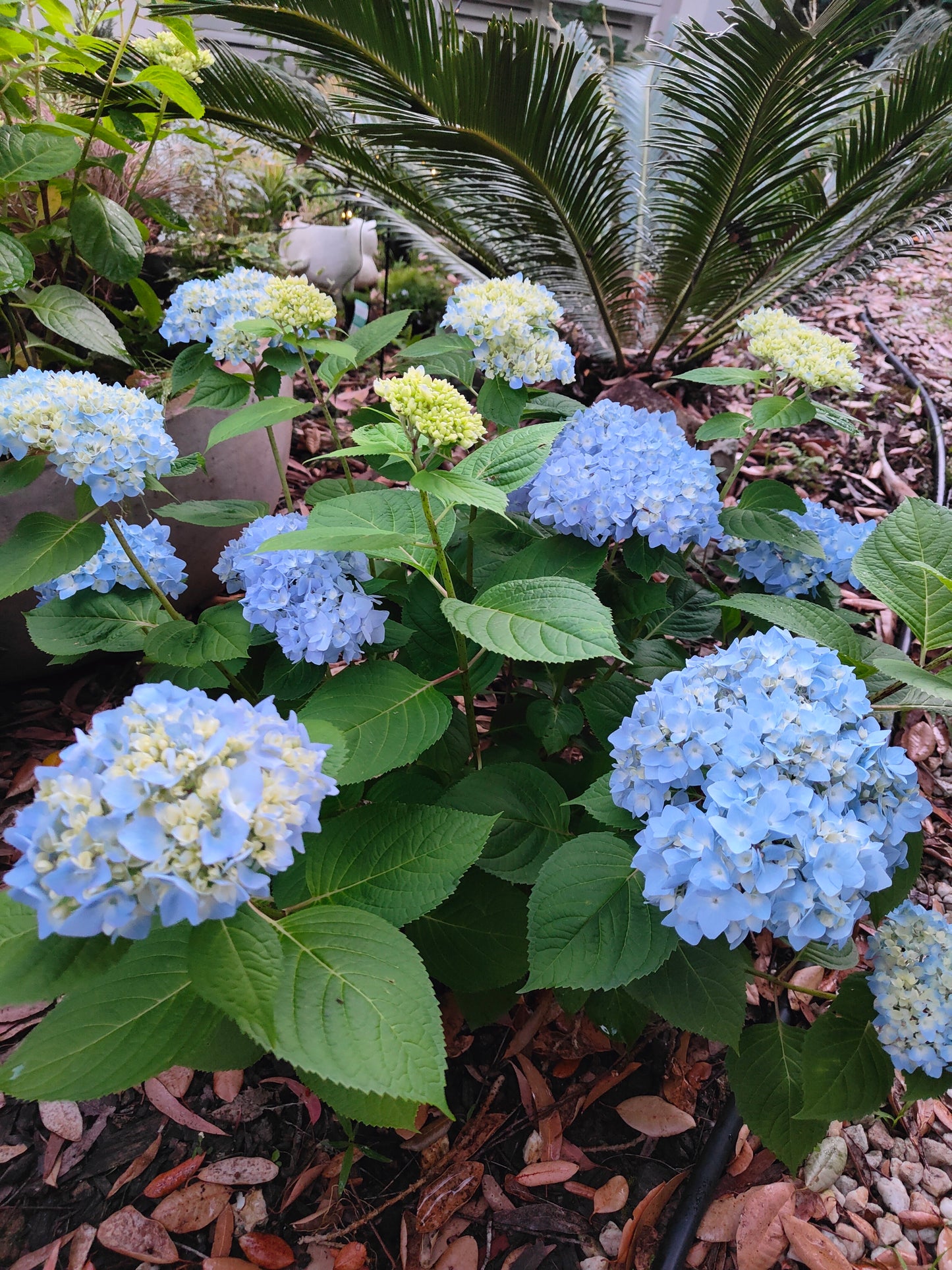 Hydrangea Endless Summer Original