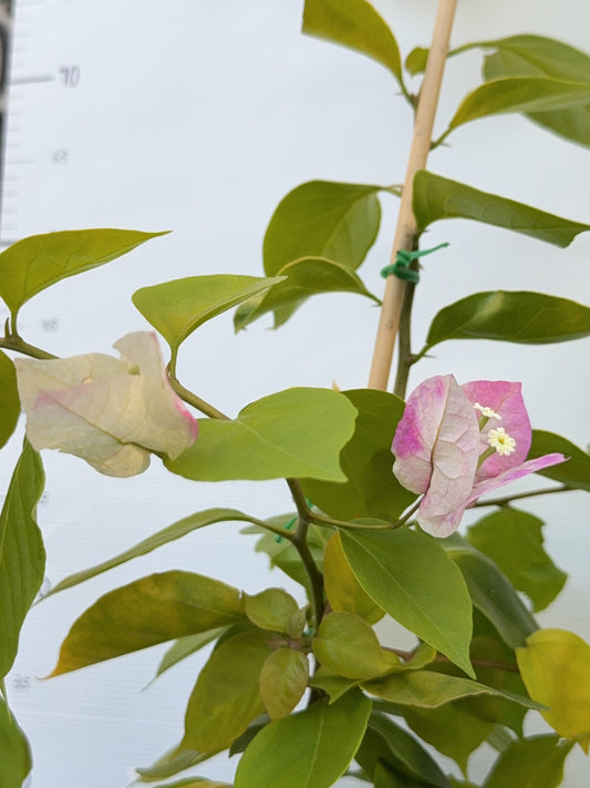 Bougainvillea Golden  Ice Cream
