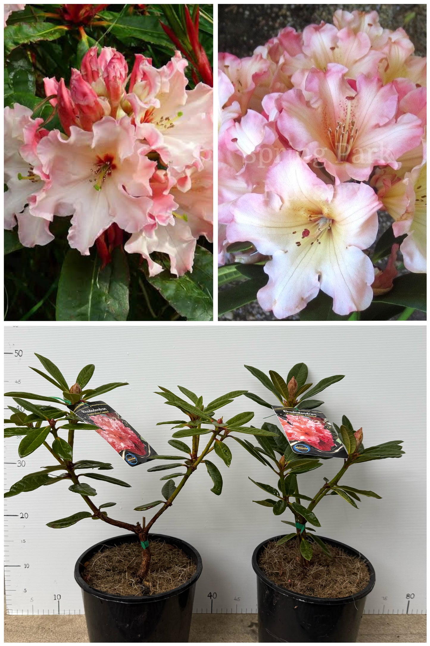 Rhododendron Australian Cameo