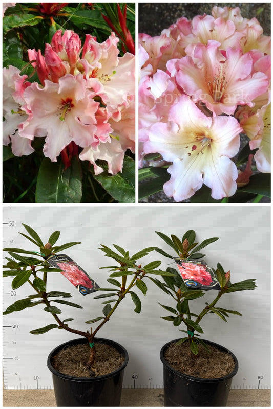 Rhododendron Australian Cameo