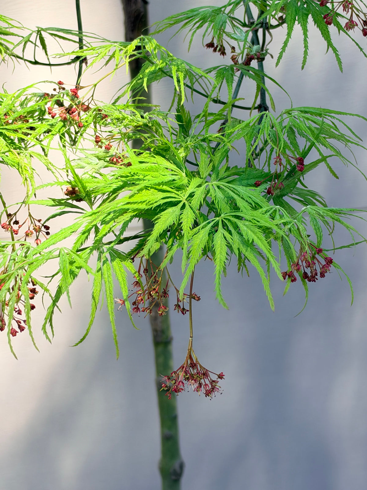 Acer palmatum dissectum Filigree