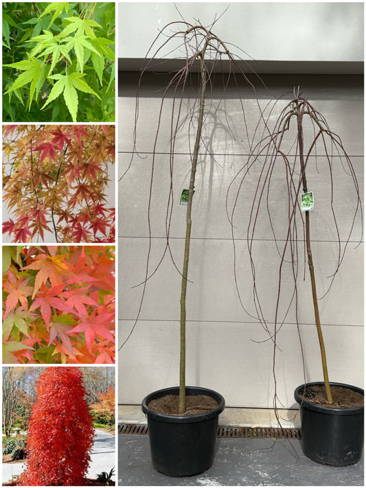 Acer palmatum Ryusen