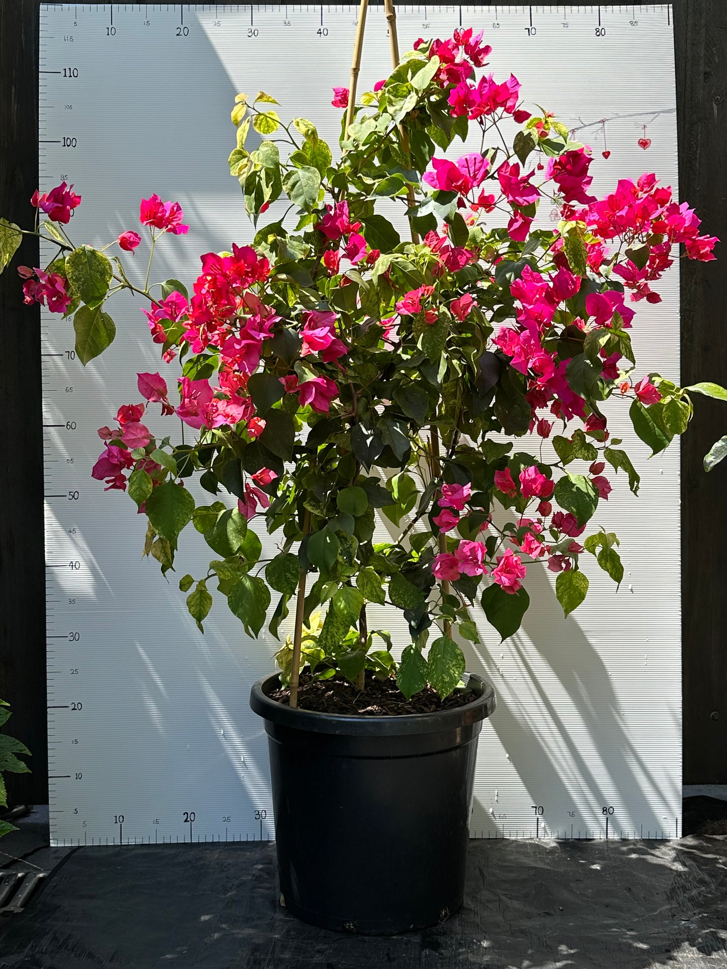 Bougainvillea Bilas