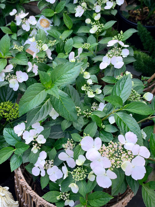Hydrangea Runaway Bride