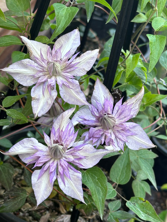 Clematis Lady Kyoko