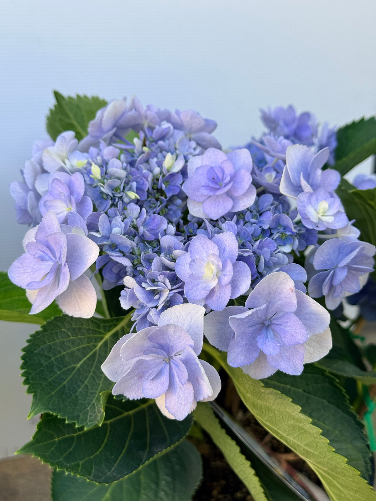 Hydrangea You & Me Forever