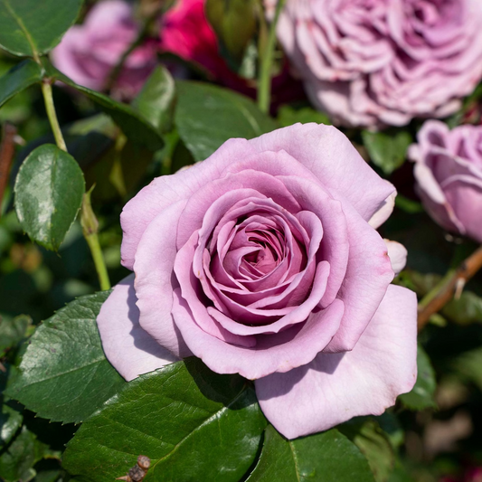 Rose Quick Silver -Bare root