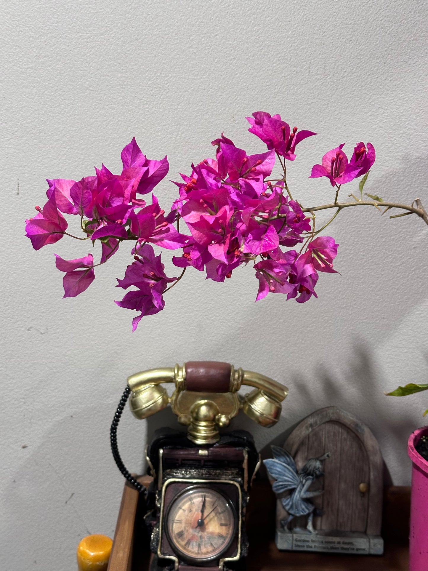 Bougainvillea Ruby