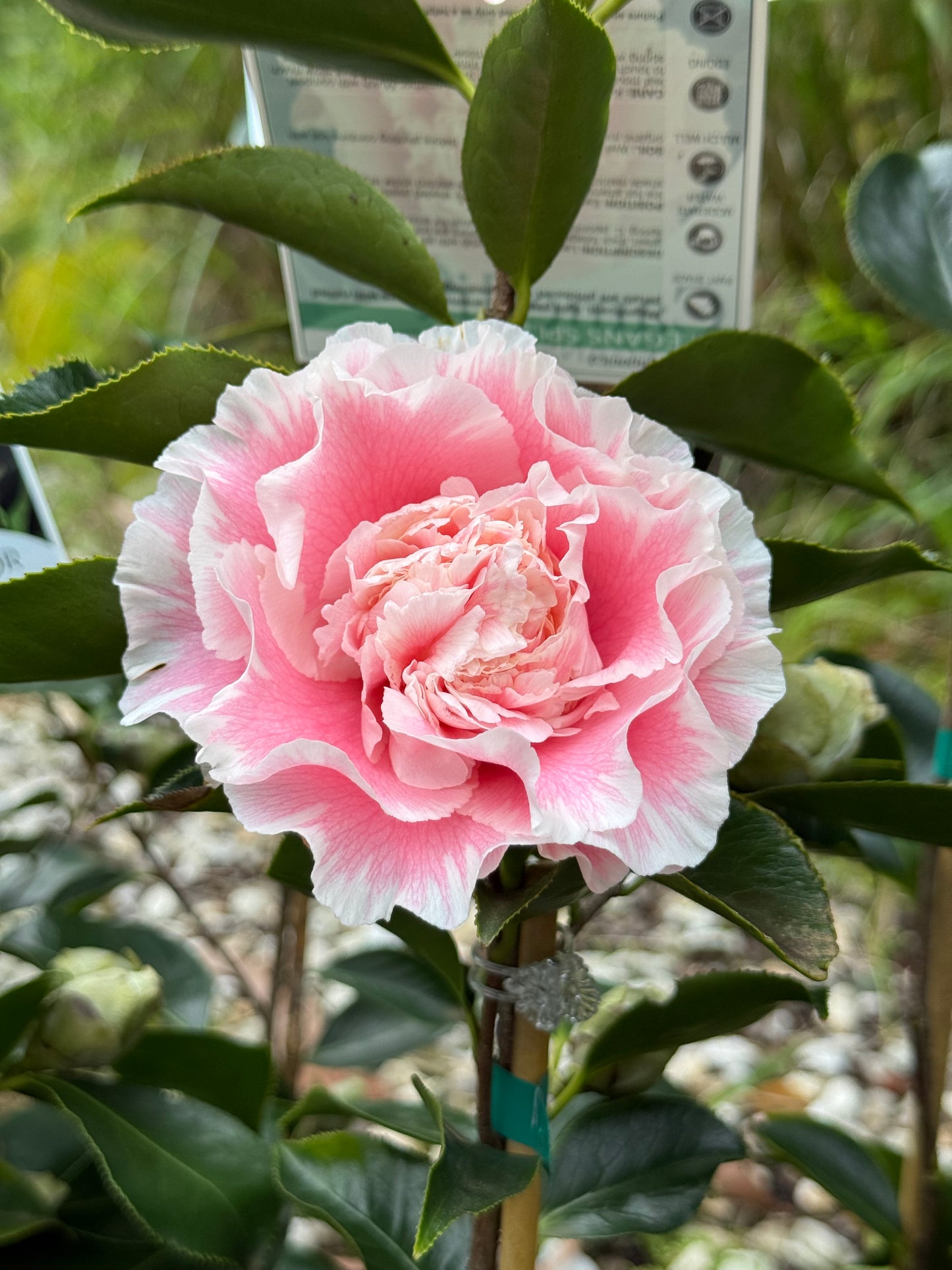 Camellia Elegans Splandor