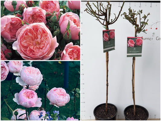 Standard Rose - The Alnwick® Rose