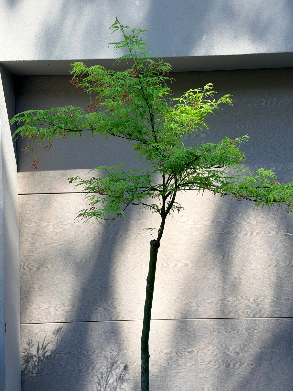 Acer palmatum dissectum Filigree