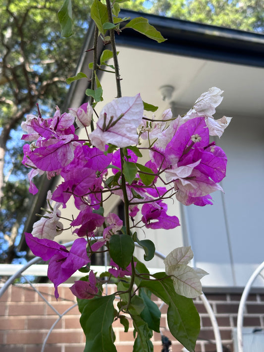 bougainvillea Ice Cream