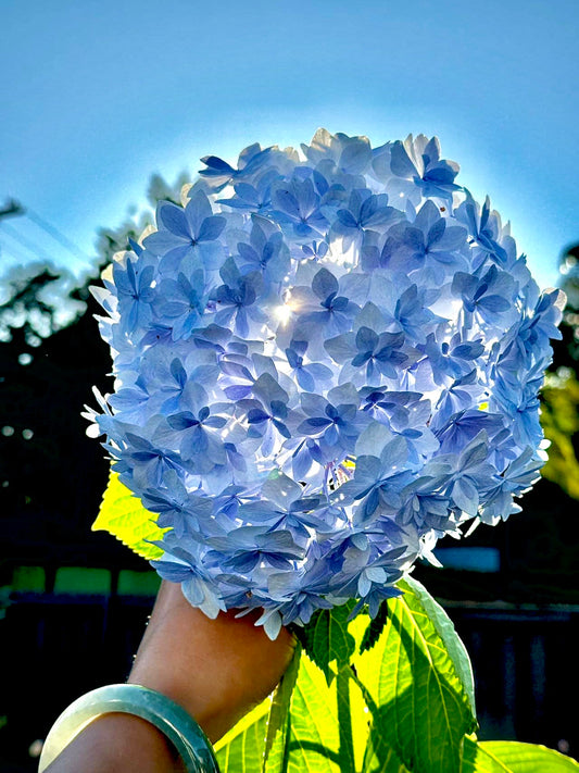 Hydrangea Peace