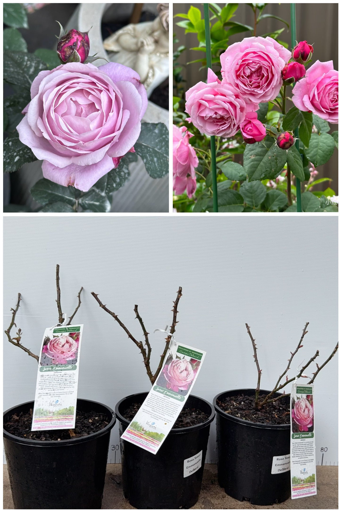 Rose Soeur Emanuelle