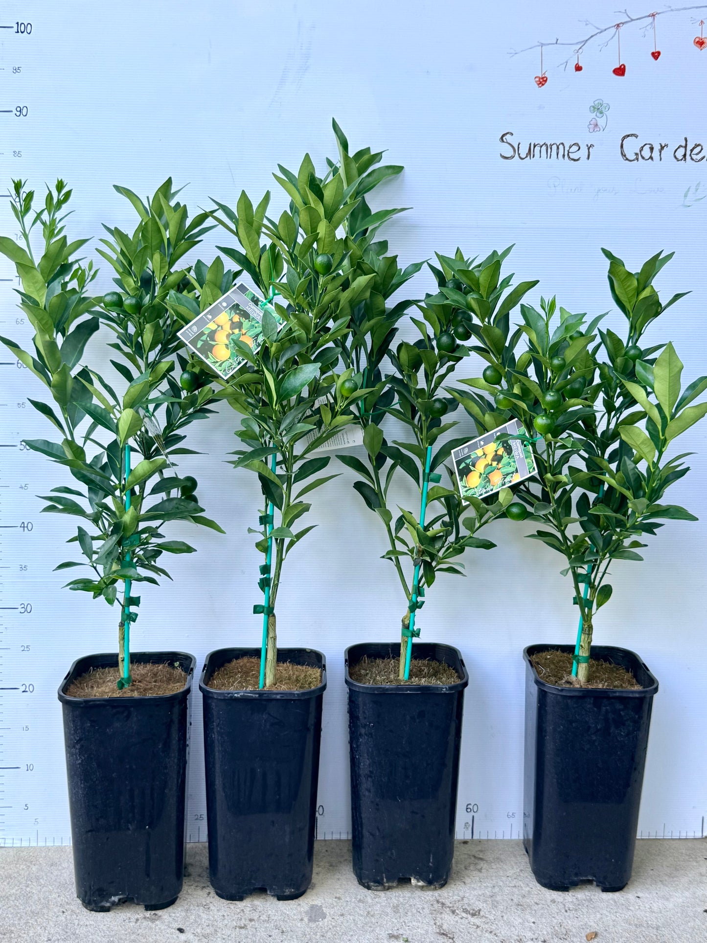 Citrus japonica ‘Meiwa’（In-store Only）