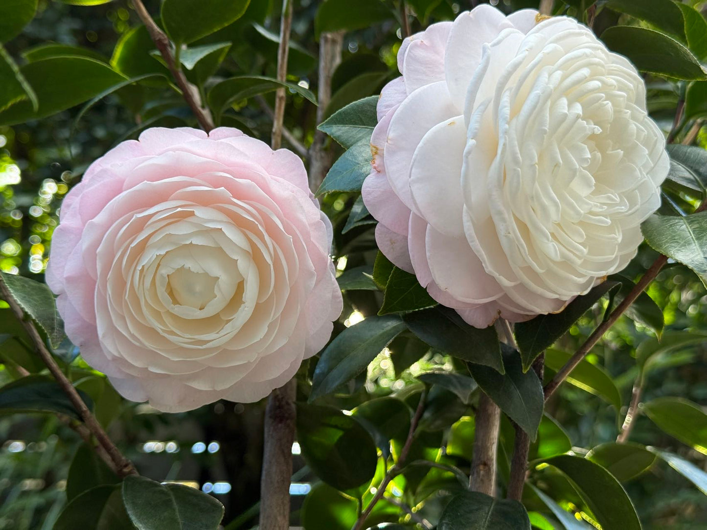 Camellia Japonica
'COMMANDER MULROY"
