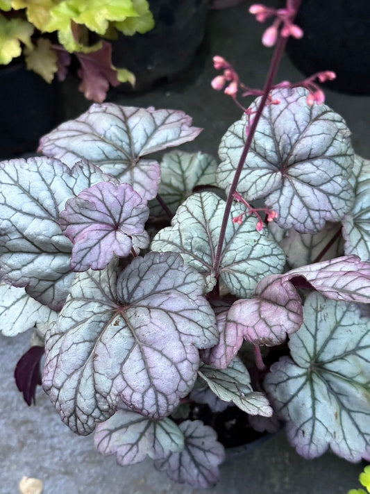 Heuchera Suger Plum