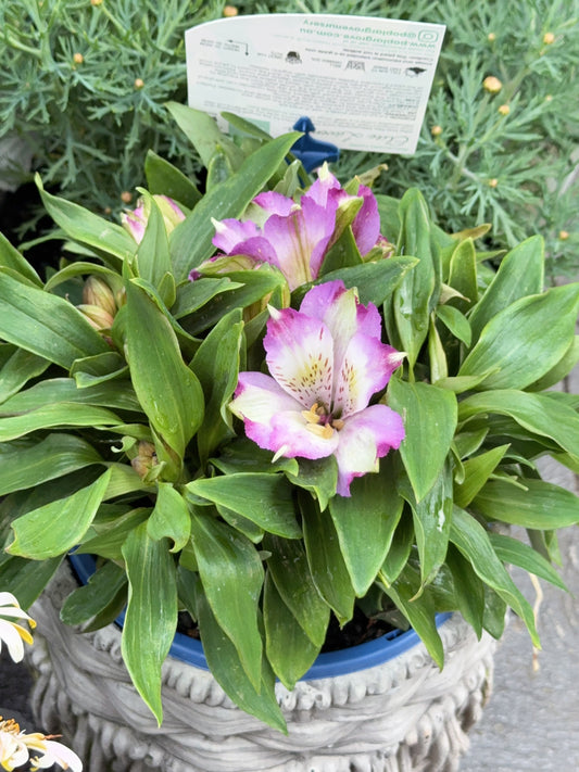 Alstroemeria Elite Lavender