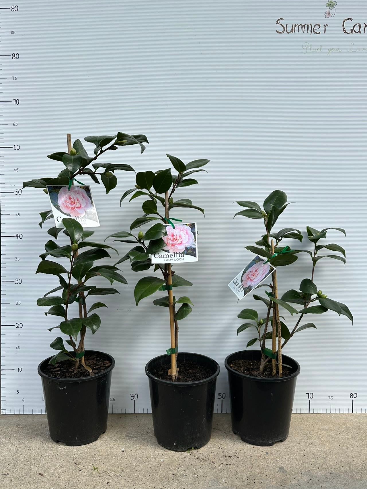 Camellia Lady Loch