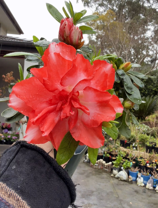 Azalea Southern Aurora
