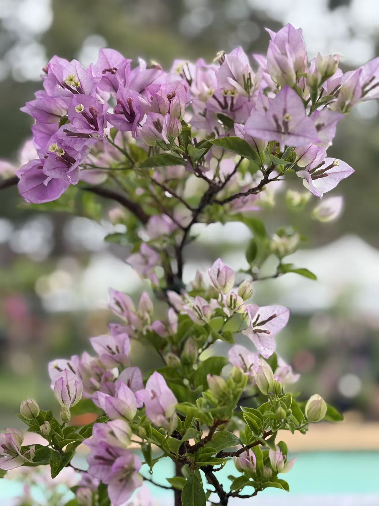 Bougainvillea Marlu