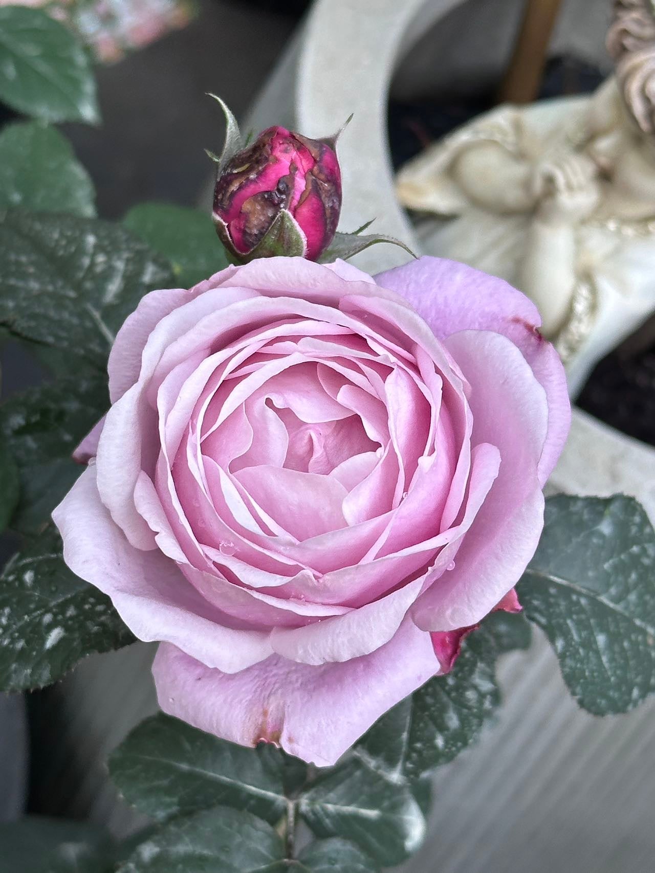Rose Soeur Emanuelle