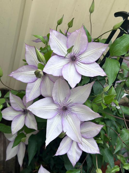 Clematis Utopia