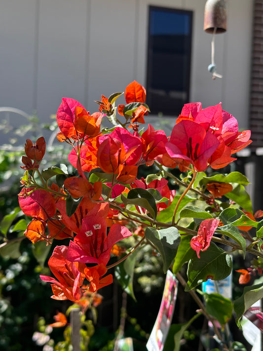 bougainvillea Glowing Sunset