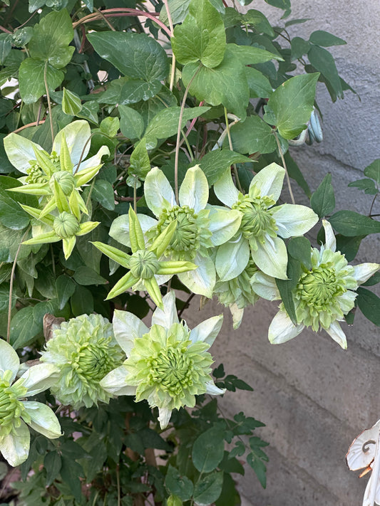 Clematis Florida Plena