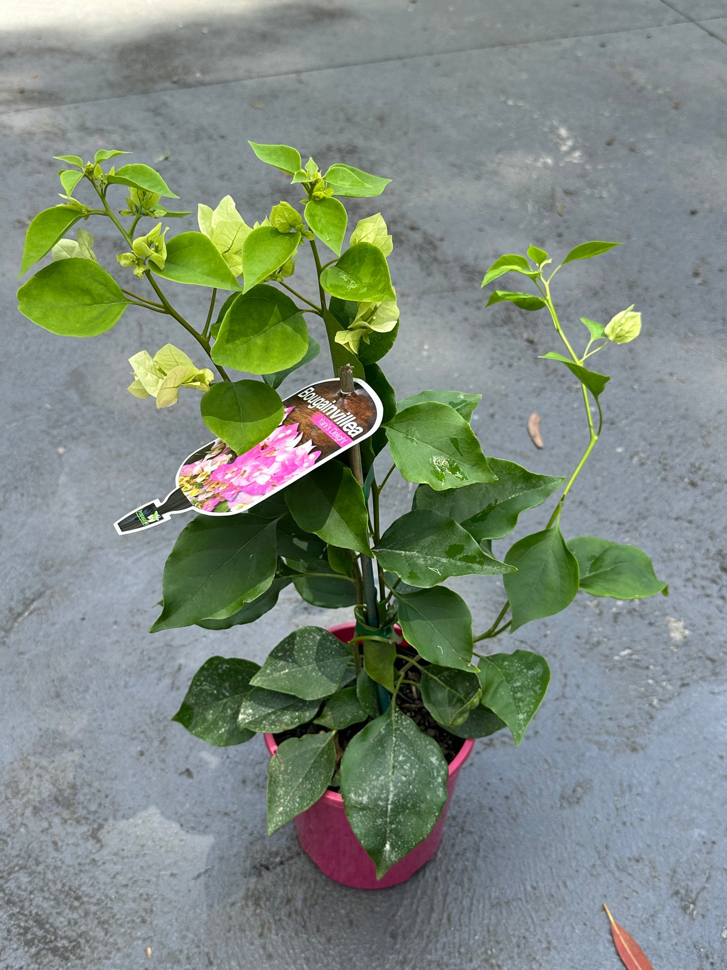 Bougainvillea Yani's Delight