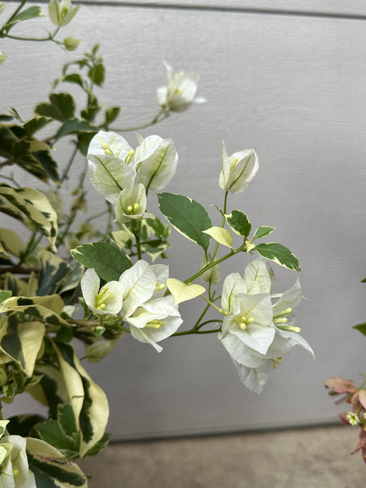 bougainvillea Panda