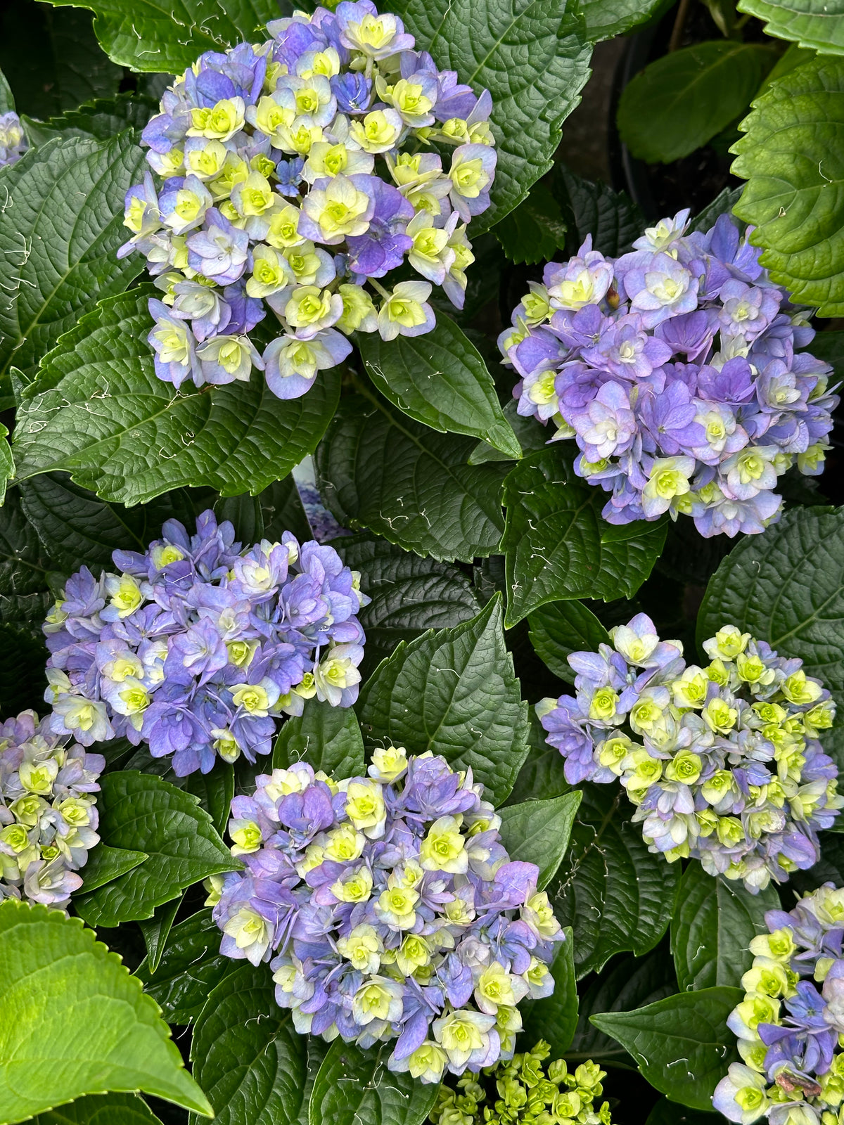 Hydrangea You & Me Desire