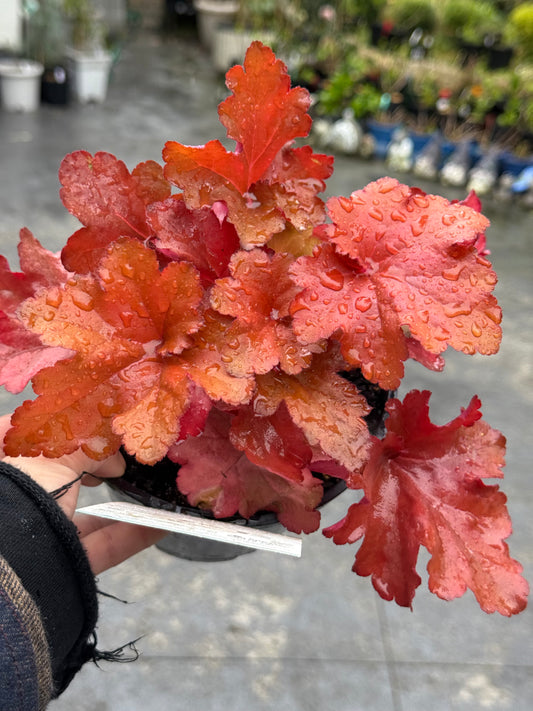 Heuchera Forever Red