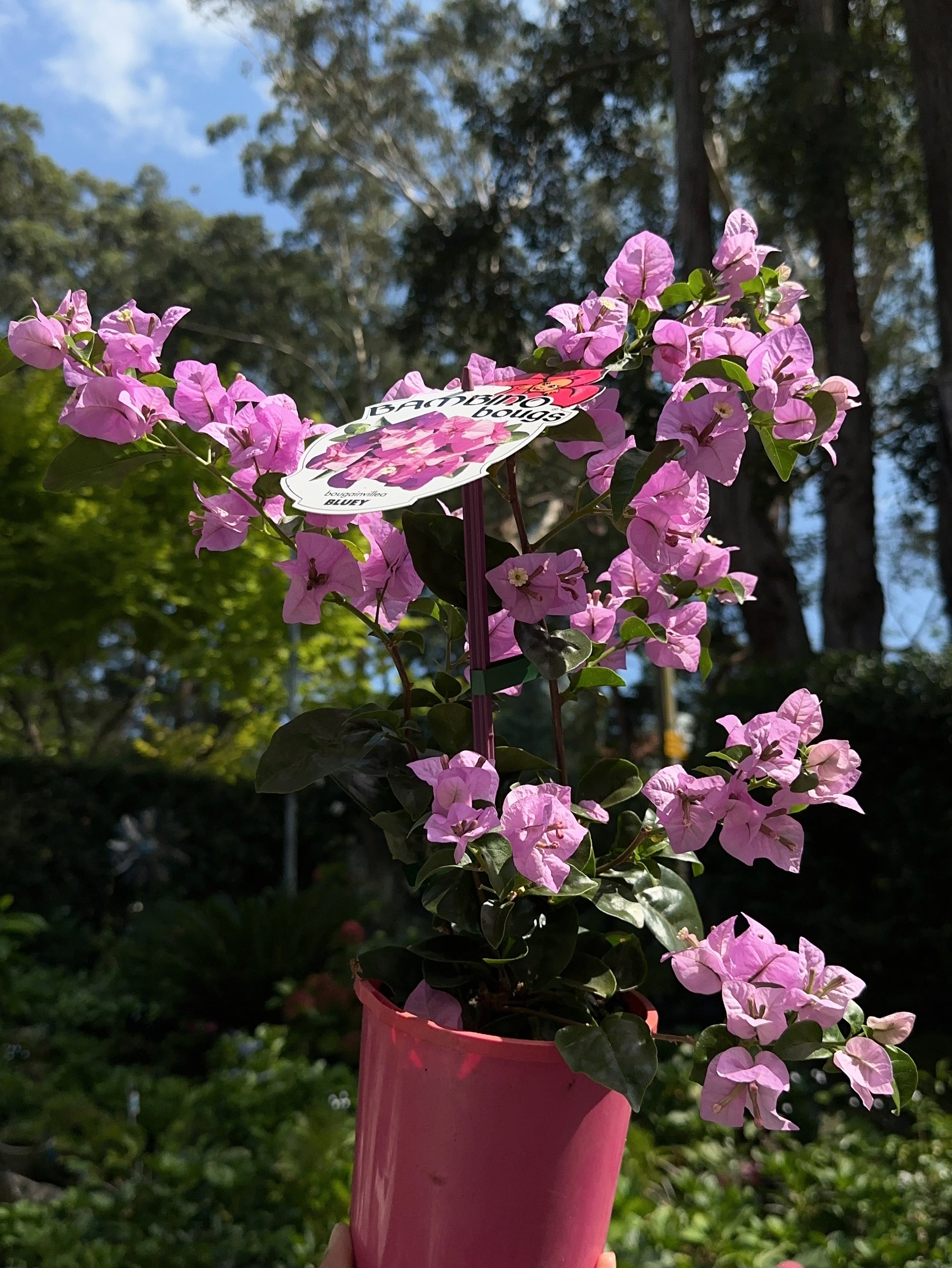 pot plant bluey Bougainvillea Bluey – Summer Garden