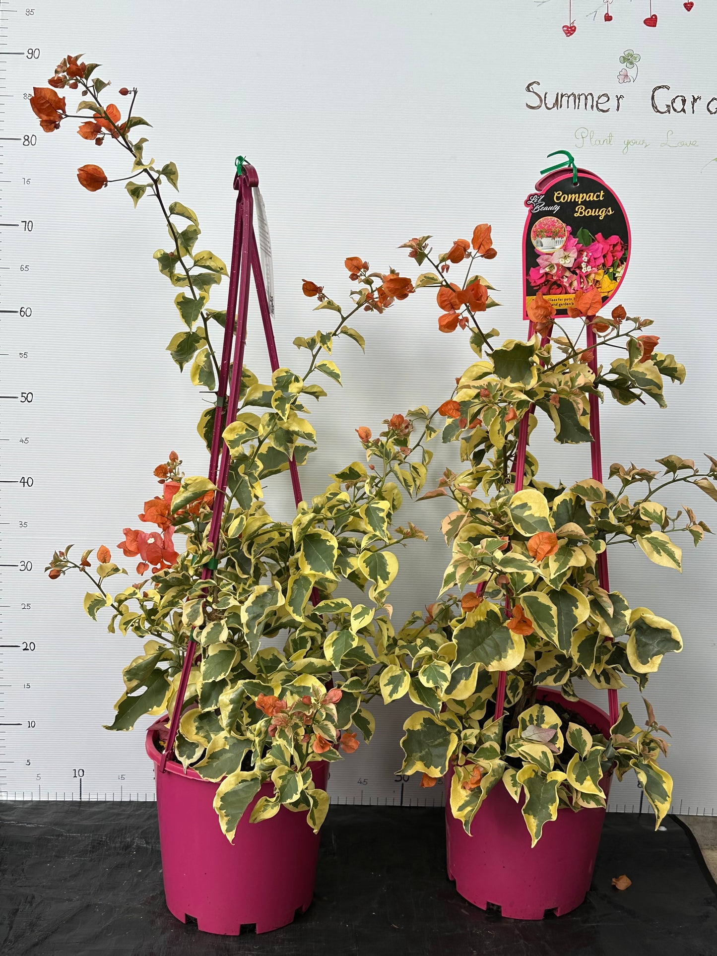 Bougainvillea Orange Ice