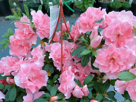 Azalea Comtesse de
Kerchove