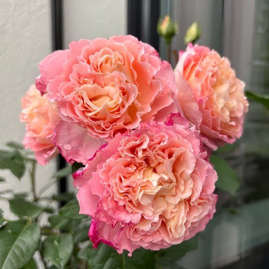 Rose Augusta Luise -Bare root