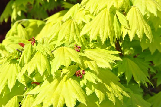Acer shirasawanum Aureum Golden Full Moon Maple 金隐